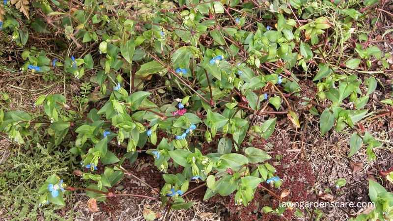 Asiatic Dayflower