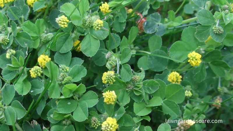 Black Medic (Medicago lupulina)