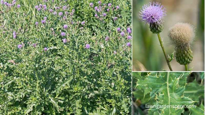 Canada Thistle (Cirsium arvense)