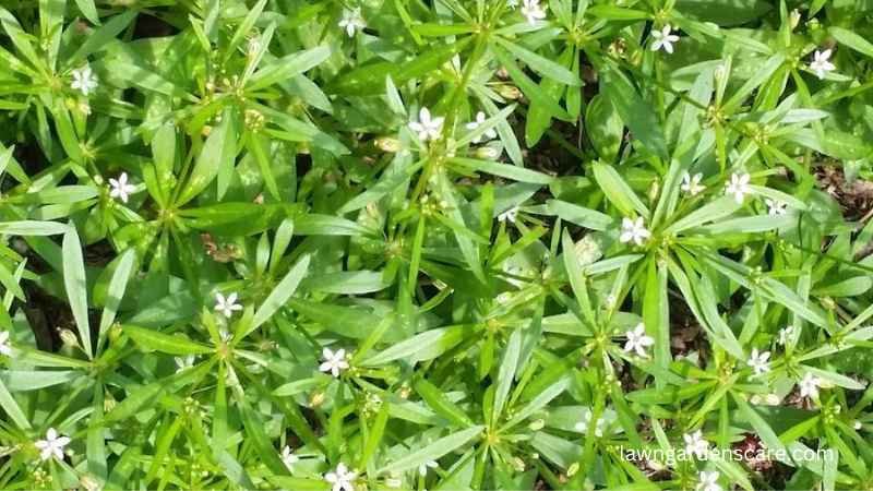 Carpetweed (Mollugo verticillata)