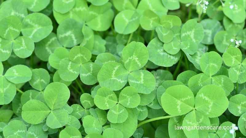 Clover (Trifolium spp.)