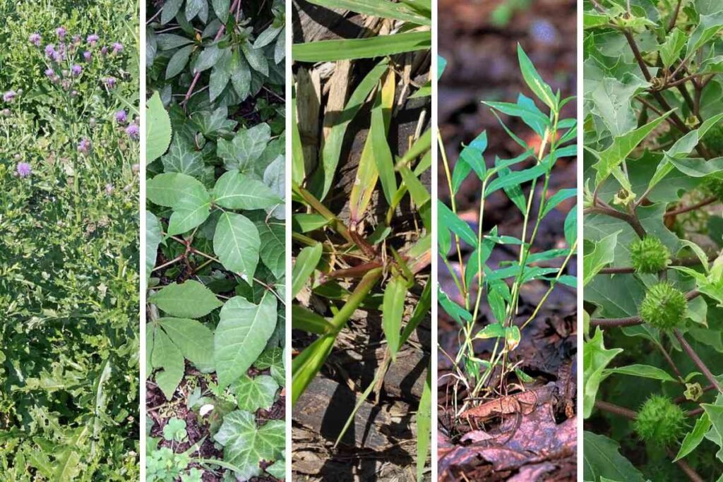 Common Summer Weeds in Lawns and Gardens