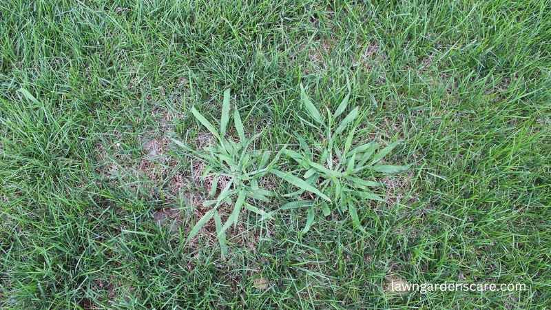 Crabgrass