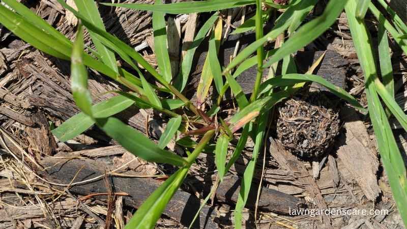 Crabgrass (Digitaria spp.)