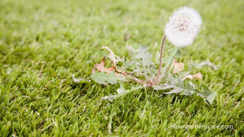 Dandelions