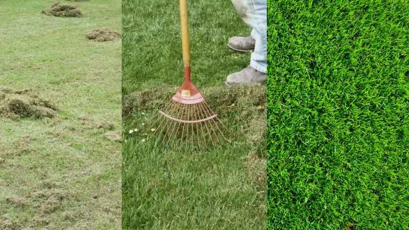 Why is Dethatching Important?