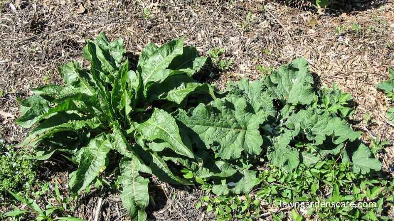 Dock (Rumex spp.)