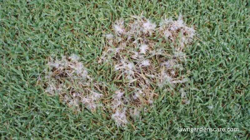 Dollar spot