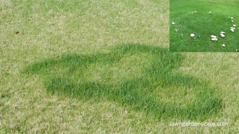 Fairy rings