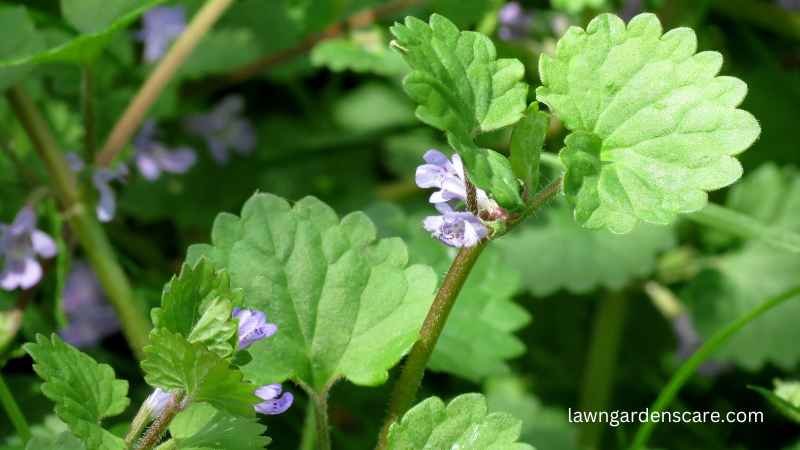 Ground Ivy (Glechoma hederacea)