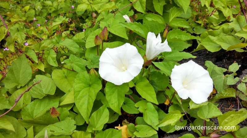 Hedge Bindweed (Calystegia sepium)