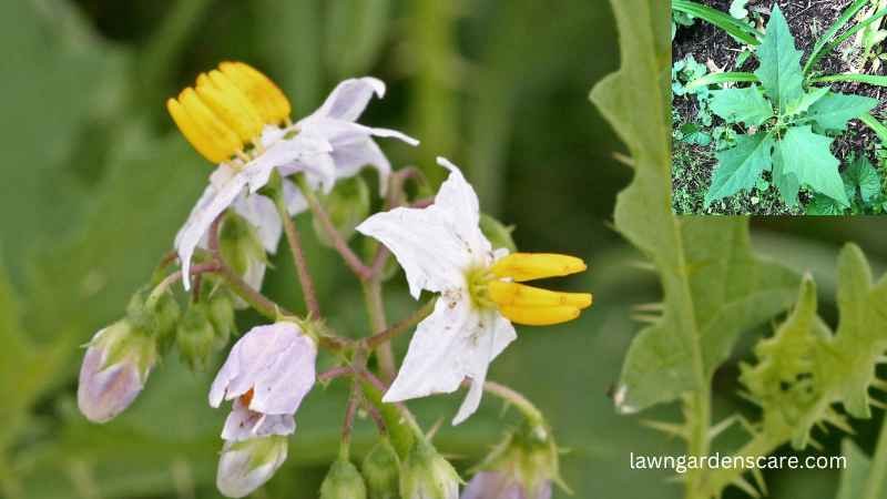 Horsenettle (Solanum carolinense)