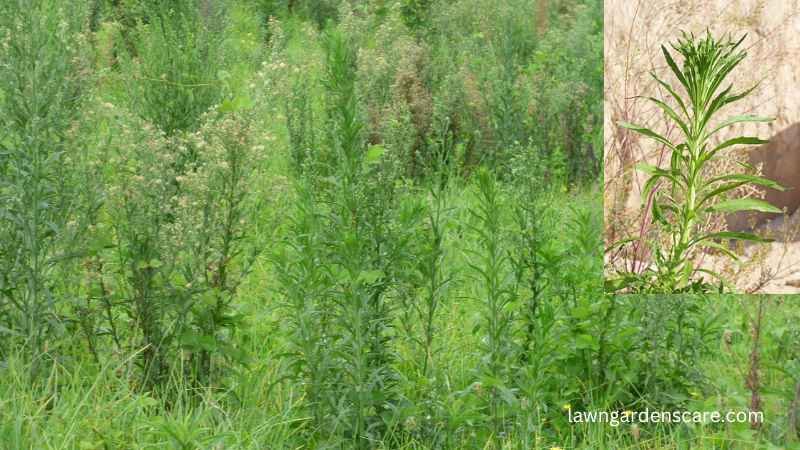 Horseweed (Erigeron canadensis)