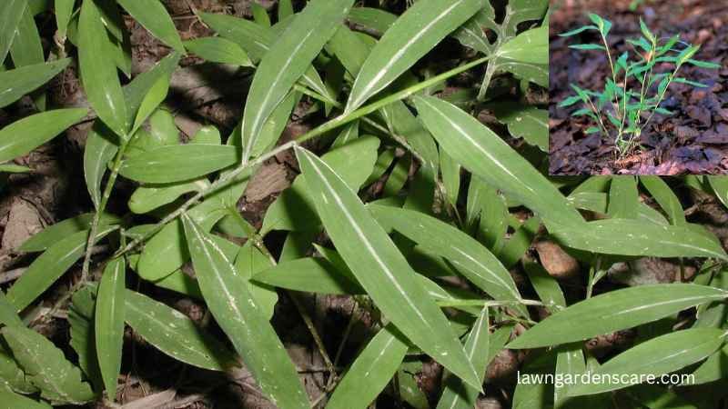 Japanese Stiltgrass (Microstegium vimineum)