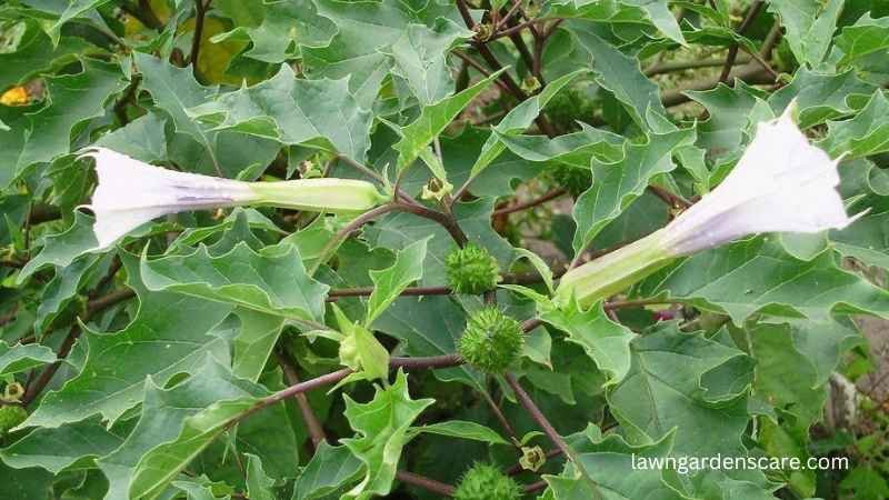 Jimsonweed (Datura stramonium)