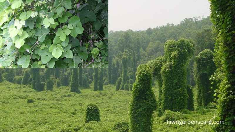 Kudzu (Pueraria montana)