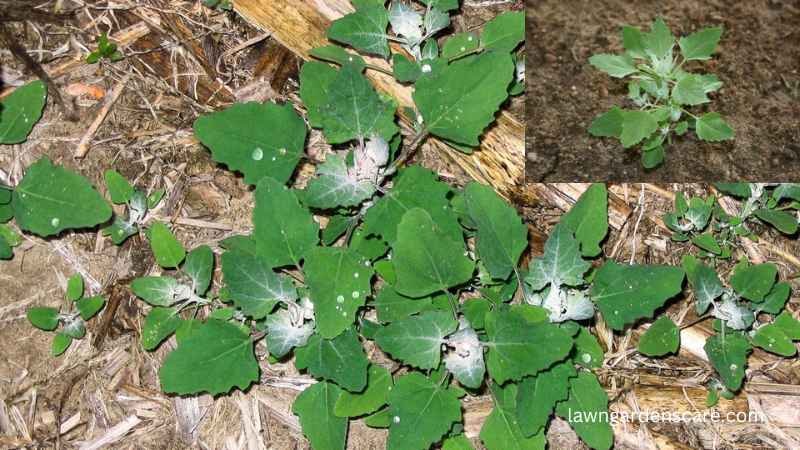 Lambsquarter (Chenopodium album)