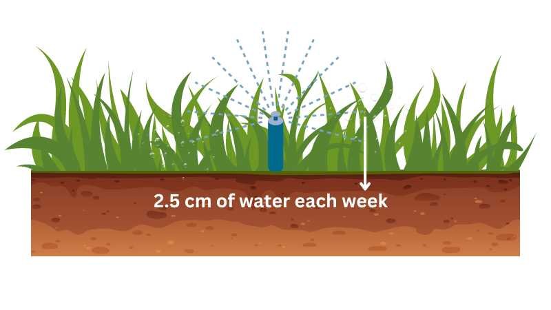 lawn watering depth