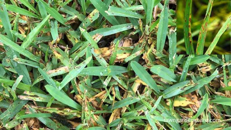 Leaf spot