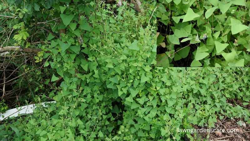 Mile-a-Minute (Persicaria perfoliata)