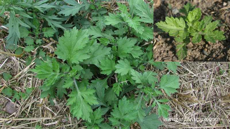 Mugwort (Artemisia vulgaris)