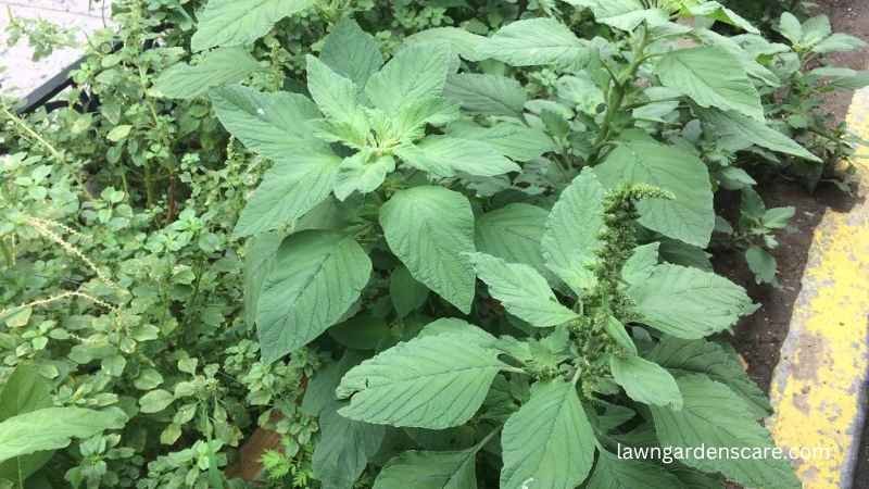 Pigweed (Amaranthus spp.)