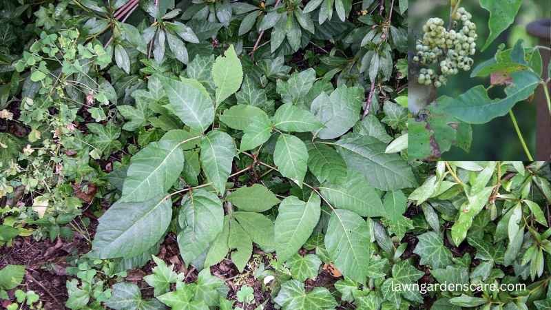 Poison Ivy (Toxicodendron radicans)