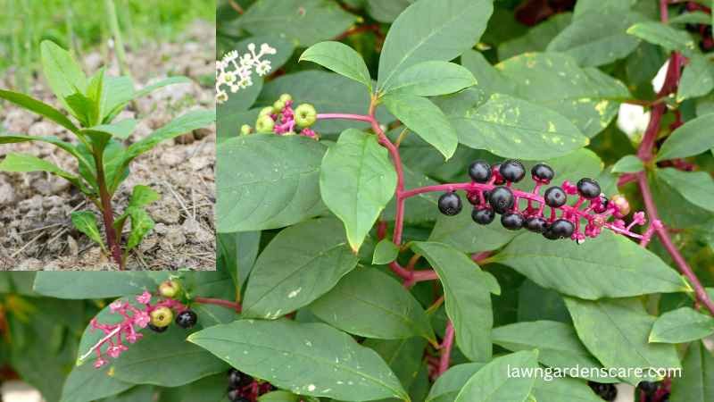 Pokeweed (Phytolacca americana)