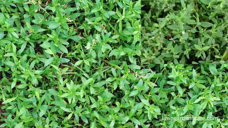 Prostrate Knotweed (Polygonum aviculare)