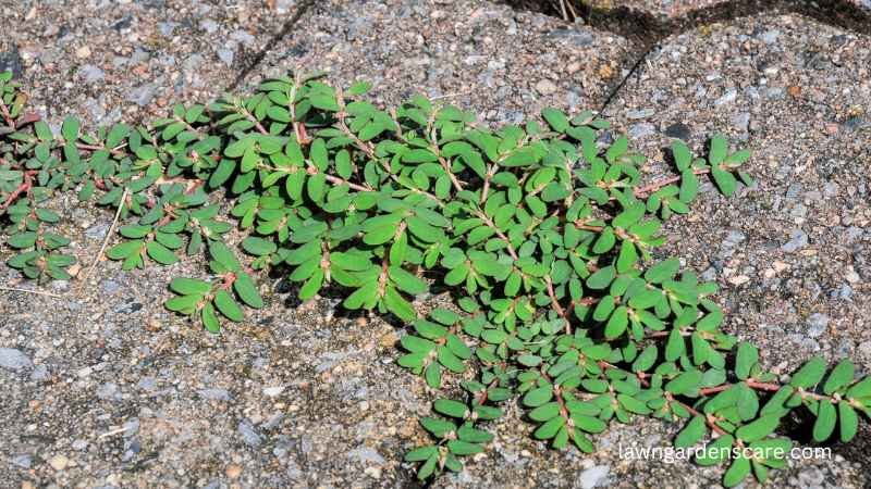 Prostrate Spurge (Euphorbia maculata)