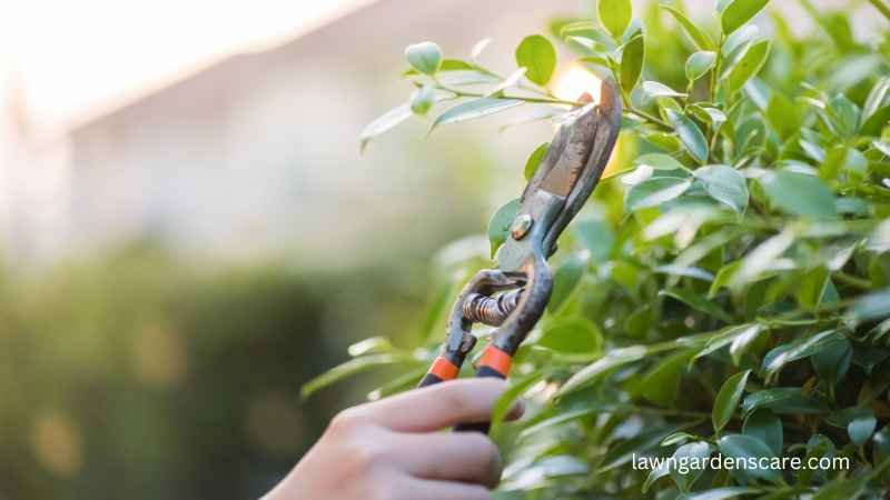 Pruning shears