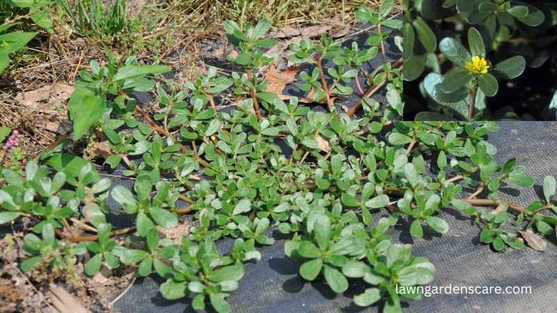 Purslane (Portulaca oleracea)