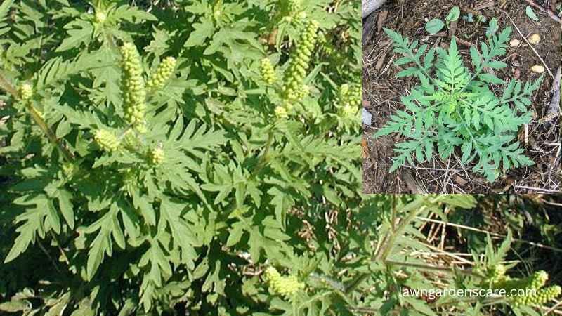 Ragweed (Ambrosia artemisiifolia)