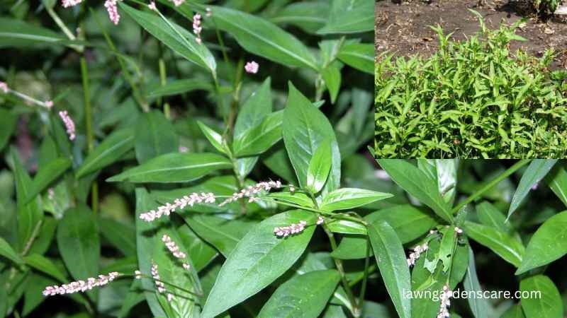 Smartweed (Polygonum spp.)