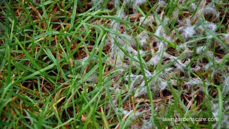 Snow mold