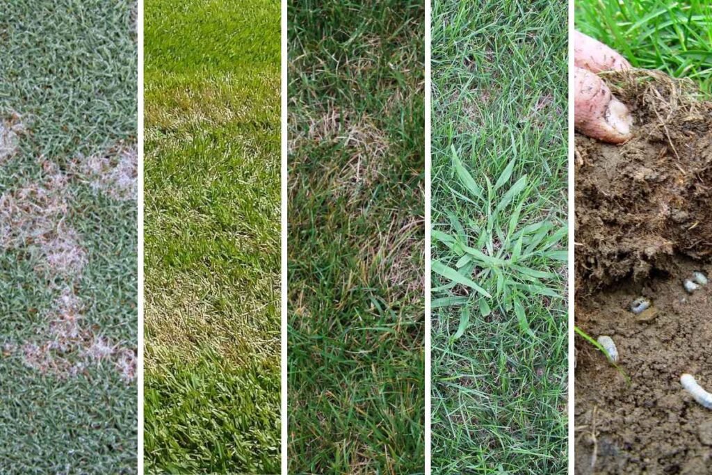 Summer Lawn Problems And Solutions