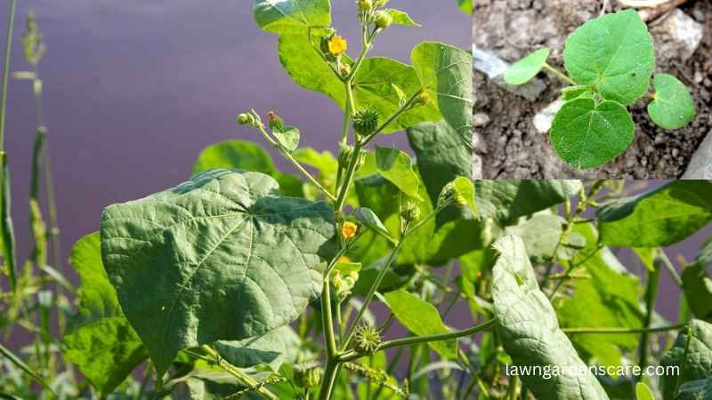 Velvetleaf (Abutilon theophrasti)