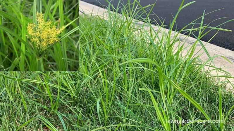 Yellow Nutsedge (Cyperus esculentus)