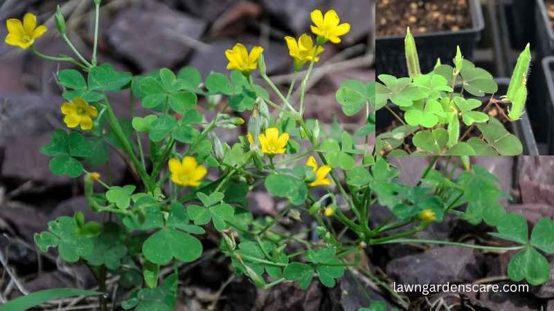 Yellow Wood Sorrel (Oxalis stricta)