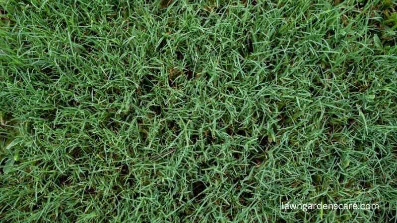 Bermudagrass