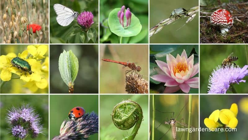 garden Biodiversity