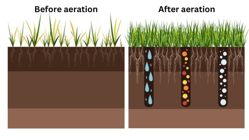  lawn aeration