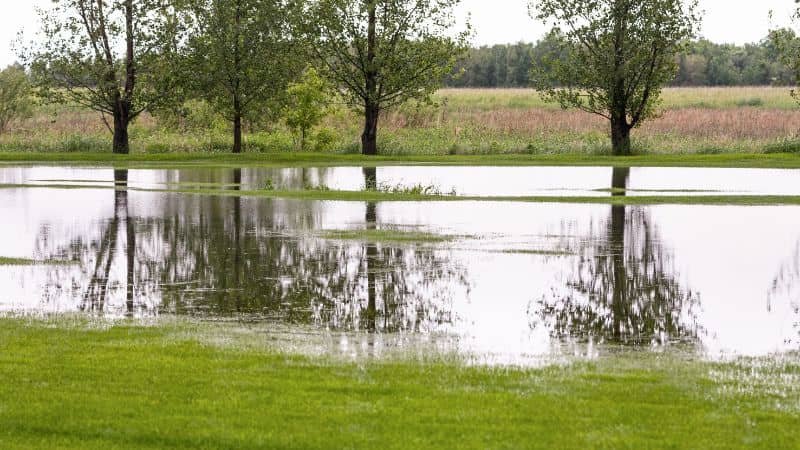  lawn over watering