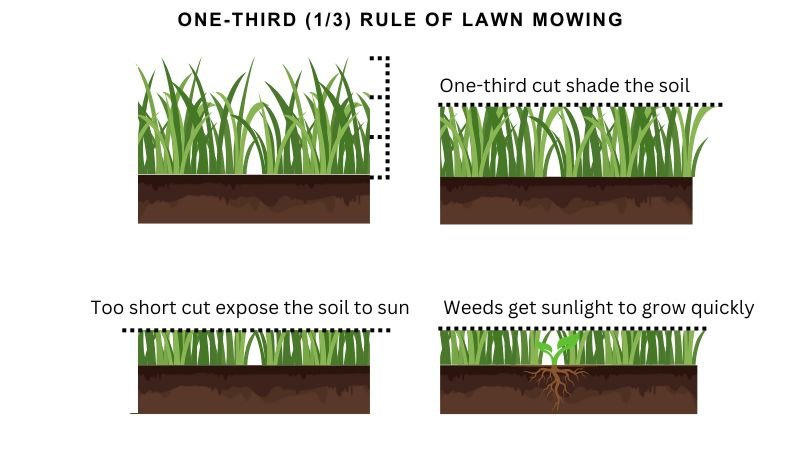 1/3 rule of lawn mowing