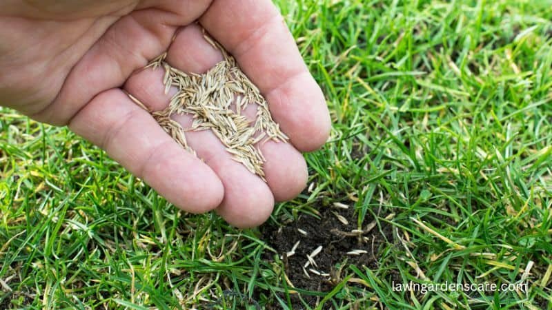 overseeding a lawn