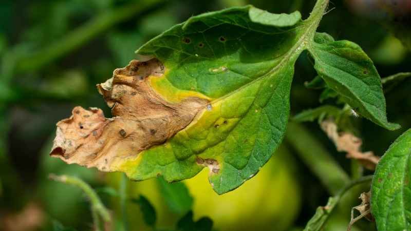 Garden Disease Management Tips and FAQs