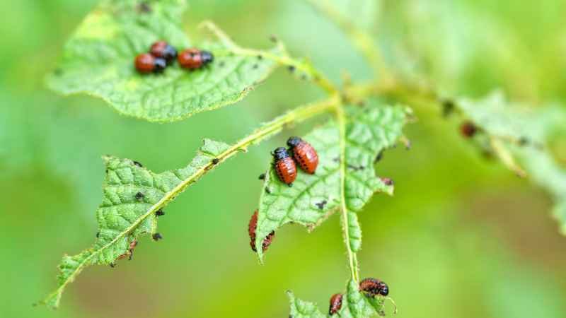 Garden Pest Management Tips 