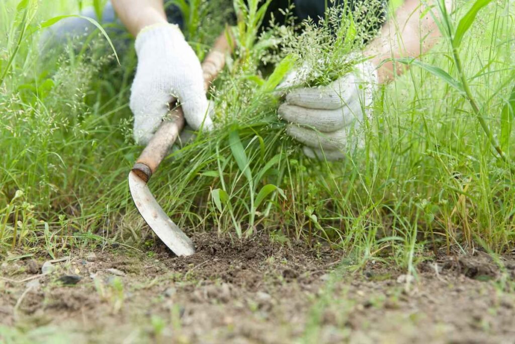 Garden Weeding Tips