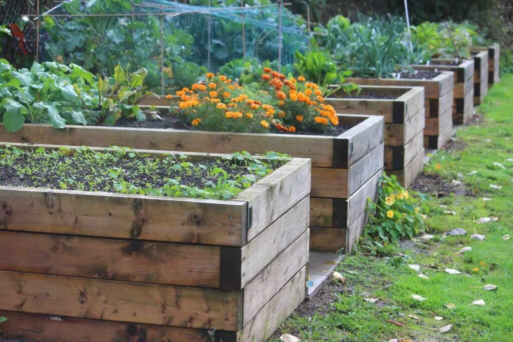 Raised Bed Gardening Tips and FAQs