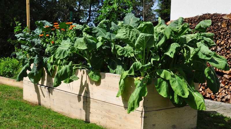 Raised Bed Gardening Tips